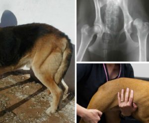 Запор у собаки после костей лечение. Запор у собаки: частые причины и лечение. Связанные с физиологическими патологиями