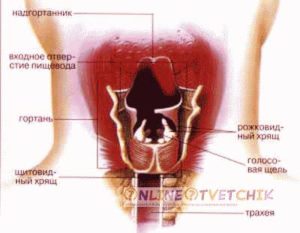 Сели связки пропал голос лечение. Сел голос: что делать, горло не болит