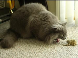 Почему у кошки рвота после еды. Что делать, если кошку рвет после еды непереваренной пищей? Какие рационы считаются неправильными