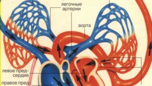 Два круга обращения имеют. Большой и малый круги кровообращения. Анатомическое строение и основные функции