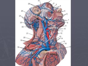 Воспаление яремной вены у человека. Анатомия Внутренней яремной вены человека - информация. Основные причины и симптомы