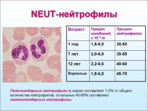 Нейтрофильные гранулоциты понижены. Пониженные нейтрофилы в крови у ребенка. Гранулоциты понижены, что это значит