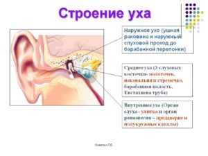 Внутренний отит уха: симптомы, лечение. Каково строение внутреннего уха человека и его функции