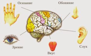Глаза орган осязания. Сколько основных органов чувств у человека и каковы их основные функции и значение? Органы чувств и головной мозг, нервная система: как взаимосвязаны? Правила гигиены основных органов чувств