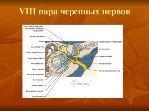 8 пара. 8 Пара черепно мозговых нервов анатомия. 8 Черепно-мозговой нерв анатомия. VIII пара черепных нервов. Схема 8 пары черепных нервов.