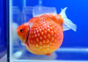 Золотая рыбка жемчужинка в аквариуме. Золотая рыбка – Жемчужинка Кормление золотой рыбки Жемчужинка