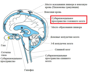 Расширение конвекситальных ликворных пространств. Что представляет собой субарахноидальное пространство