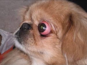 Собаки, у которых выпадают глаза: особенности проптоза. Тибетская порода ши-тцу - собака, у которой выпадают глаза Как выпадают глаза у