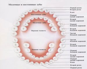 У детей все зубы меняются или нет. Когда меняются клыки у детей на постоянные. Когда прорезываются зубы