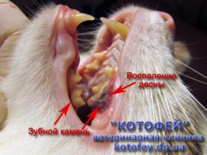 Что делать, если желтые зубы у кошки. Зубной камень у кошек удаление в домашних условиях: профилактика и чистка