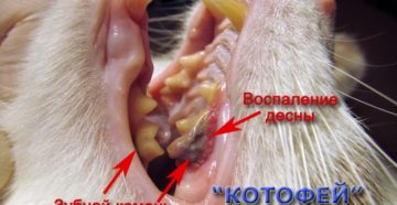 Что делать, если желтые зубы у кошки. Зубной камень у кошек удаление в домашних условиях: профилактика и чистка