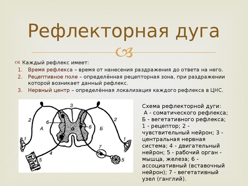 2 рефлекторная дуга заканчивается. Дуга рефлекса