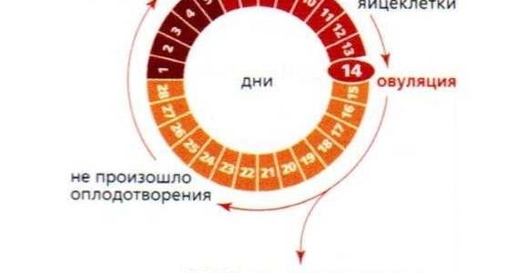 Незащищенный Секс На 10 День