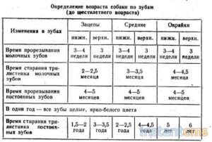 А вы знаете, сколько живут таксы? Как узнать возраст собаки без документов? Когда собака становится старше владельца Как узнать возраст щенка таксы