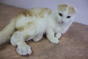 Остеохондродисплазия кошек породы Скотиш Фолд (Scottish Fold). Остеохондродисплазия шотландских вислоухих кошек