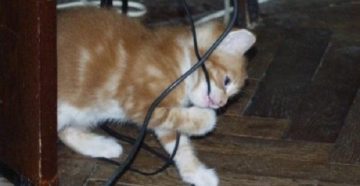 Как отучить котенка грызть провода, обувь, предметы. Как защитить провода от кошки и отучить ее их грызть Как спрятать провода от кота