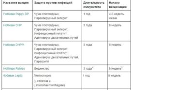 Сроки прививок щенков немецкой овчарки. Вакцинация немецкой овчарки: когда и какие прививки нужно делать? Меры профилактики осложнений