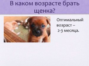 В каком возрасте лучше брать щенка? В каком возрасте лучше брать щенка Особенности поведения здоровых щенков