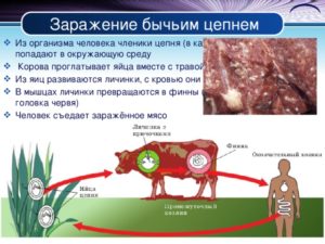 Пути заражения, симптомы и лечение бычьего цепня. Бычий цепень: симптомы, которые сигнализируют о заражении.