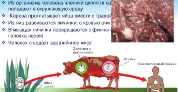 Пути заражения, симптомы и лечение бычьего цепня. Бычий цепень: симптомы, которые сигнализируют о заражении.