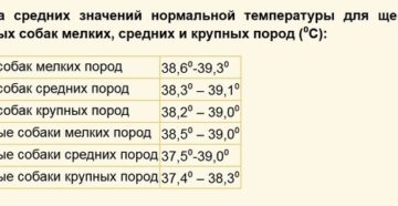 Какая нормальная температура у чихуа. Нормальная температура у собак мелких и крупных пород. Как мерить температуру собаке. Нормальная температура у собаки