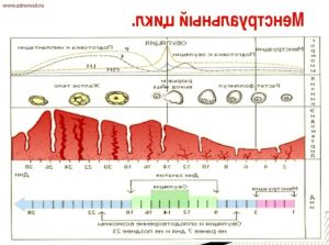 Кровь после месячных через 1 день. Месячные через неделю после месячных. Нарушение менструального цикла: причины, лечение