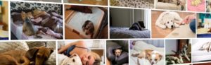 Как отучить собаку от кровати хозяина. Как отучить собаку спать на кровати с хозяином: простые способы. Требования к спальному месту питомца