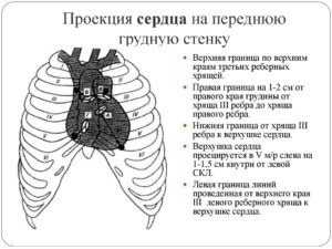 Из чего состоит сердце. Границы сердца и их проекция на поверхность грудной клетки. Нервная и гуморальная регуляция деятельности сердца человека