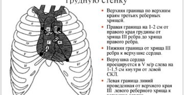 Из чего состоит сердце. Границы сердца и их проекция на поверхность грудной клетки. Нервная и гуморальная регуляция деятельности сердца человека