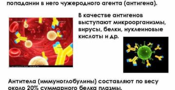 Аллергия чужеродный белок. Что плохого в мясе и как минимизировать этот вред. Почему чужеродные белки не являются антителами