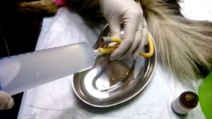 Затрудненная работа кишечника у таксы. Как сделать клизму собаке для очищения и лечения кишечника. Как промыть желудок собаке в домашних условиях