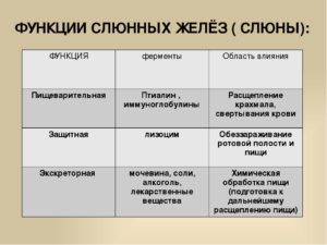 Какую роль играют ферменты слюны в пищеварении. Слюна человека: состав, функции, ферменты