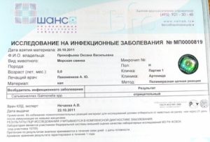 Как сдавать анализы на сальмонеллез: анализ кала и крови, подготовка. Анализ на сальмонеллез