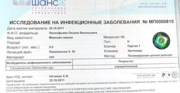 Как сдавать анализы на сальмонеллез: анализ кала и крови, подготовка. Анализ на сальмонеллез