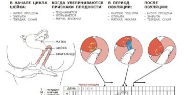 За сколько до месячных опускается шейка матки. Изменения в матке в период менструации