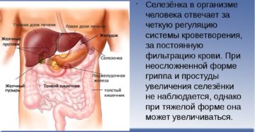 Селезенка относится к пищеварительной системе. За что отвечает селезенка?