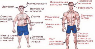 Тестостерон влияет на рост бороды. Из чего состоит тестостерон. Волосы на лице - соединение тестостерона