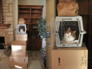 Как помочь котенку привыкнуть к новому дому. Как адаптировать кошку или кота к новому дому или квартире. Переезд с кошкой в деревню, на дачу или сельскую местность