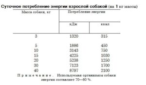 Кормление щенка спаниеля. Рацион щенков, перешедших на самостоятельное питание Чем кормить щенка спаниеля 2 месяца