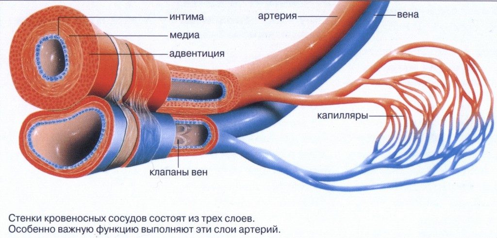 Из чего состоят кровеносные сосуды. Крупные сосуды человека