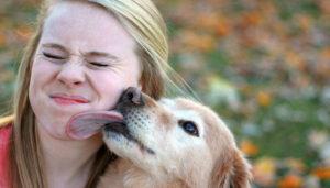 Собака часто глотает слюни и ест траву. Почему собаки лижут нос и лицо