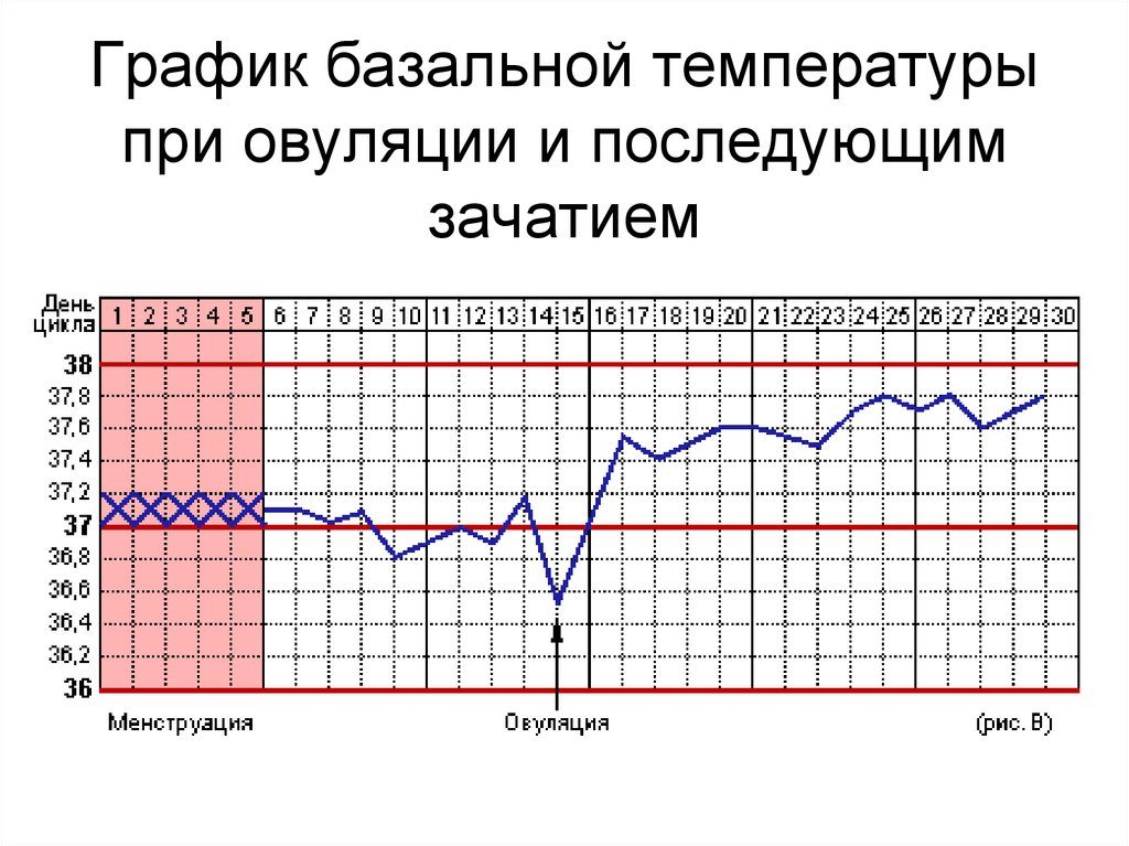 Составить график овуляции. Калькулятор овуляции для расчета дня зачатия