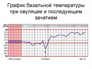 Составить график овуляции. Калькулятор овуляции для расчета дня зачатия