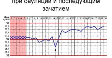 Составить график овуляции. Калькулятор овуляции для расчета дня зачатия