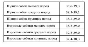 Норма температуры у собаки лабрадор. Что делать если у собаки температура. Когда следить за температурой тела собаки