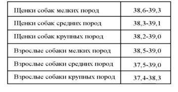 Норма температуры у собаки лабрадор. Что делать если у собаки температура. Когда следить за температурой тела собаки