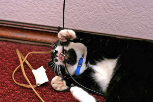 Почему кошка грызет провода что делать. Защита кабелей и проводов от грызунов, кошек и собак. Что делать, если кошка грызет провода