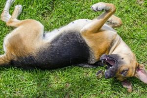 Спазмы у собаки симптомы. Мышечные судороги у собаки: причины, симптомы и лечение