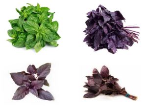 Полезные свойства базилика фиолетового и зеленого. Чем полезен фиолетовый базилик для женщин