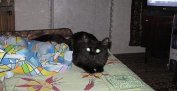Кот накакал на кровать почему. Кошка гадит на кровать — что делать? Нестерилизованные коты и кошки